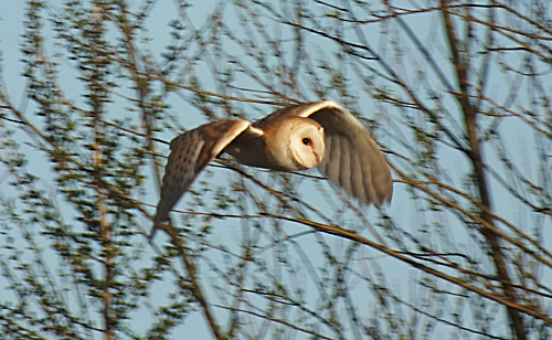 Barn Owl